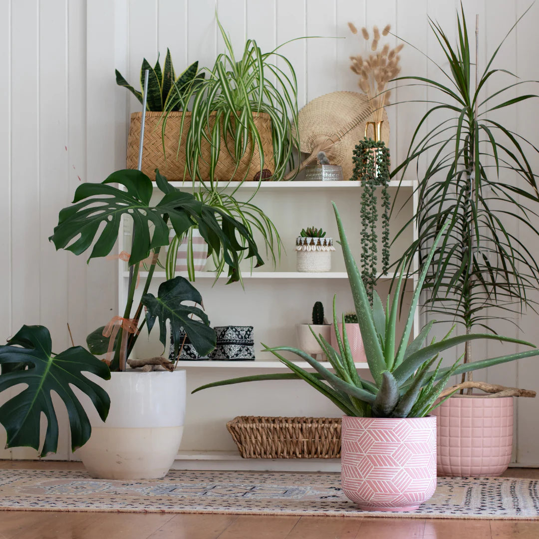 MoistMeter - Fugtmåler til planter